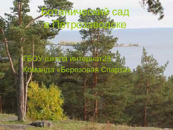 Ботанический сад в Петрозаводске ГБОУ школа интернат23 Команда «Березовая Спарта» 