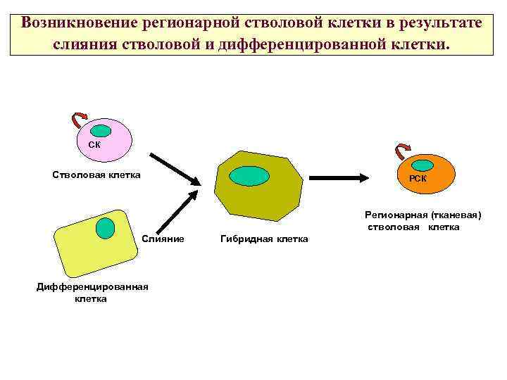 Возникновение регионарной стволовой клетки в результате слияния стволовой и дифференцированной клетки. СК Стволовая клетка
