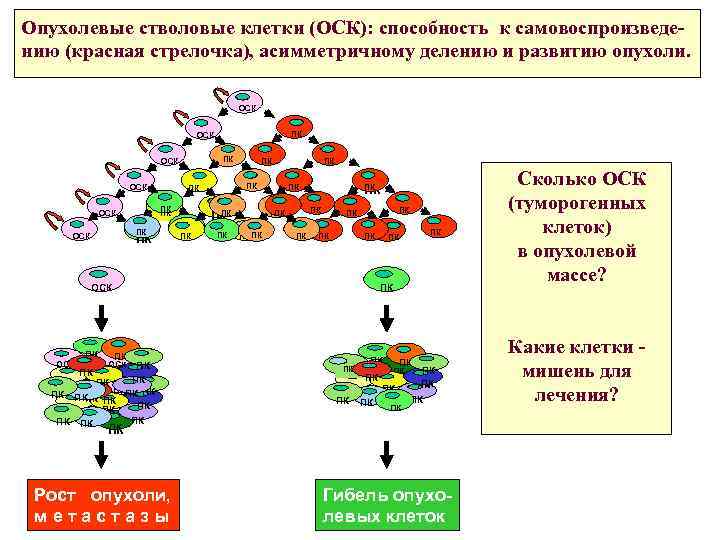 Состав стволовых клеток. Схема деления стволовых клеток. Теория опухолевых стволовых клеток. Деление стволовой клетки. Опухолевые стволовые клетки.