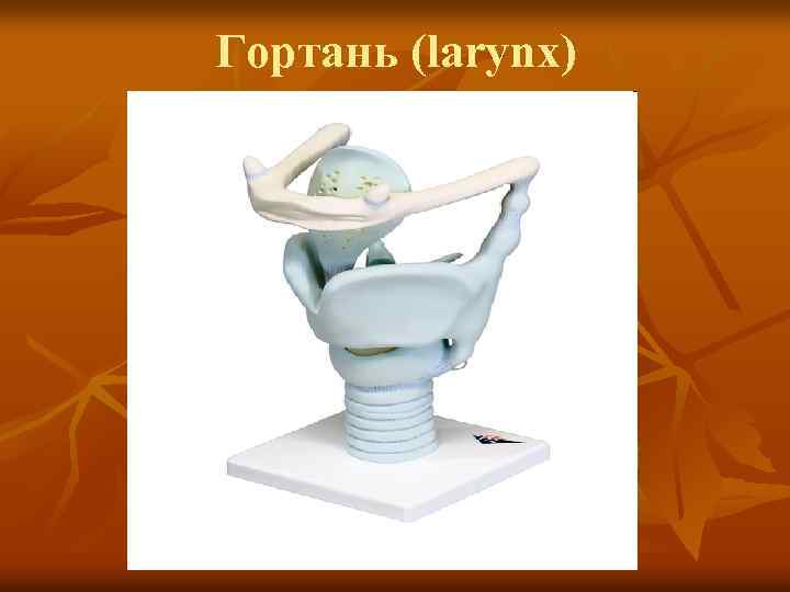 Гортань (larynx) 