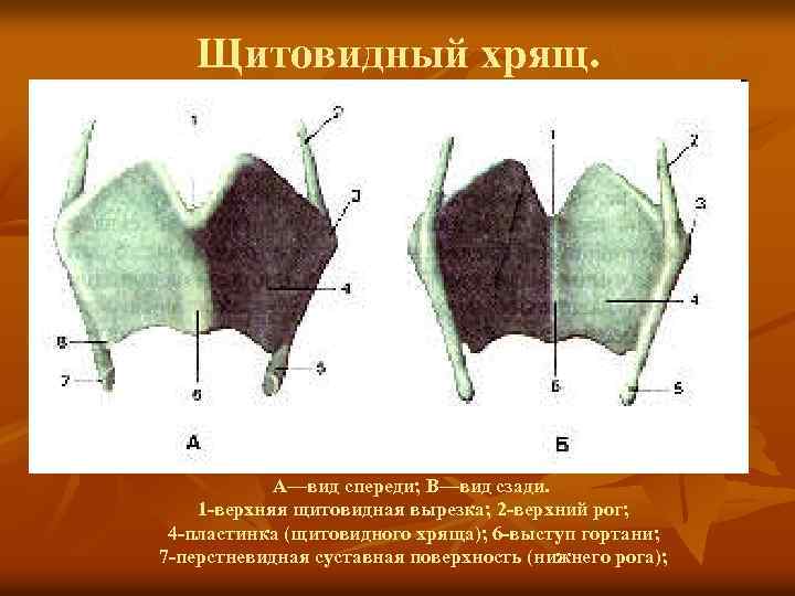 Щитовидный хрящ. А—вид спереди; В—вид сзади. 1 -верхняя щитовидная вырезка; 2 -верхний рог; 4