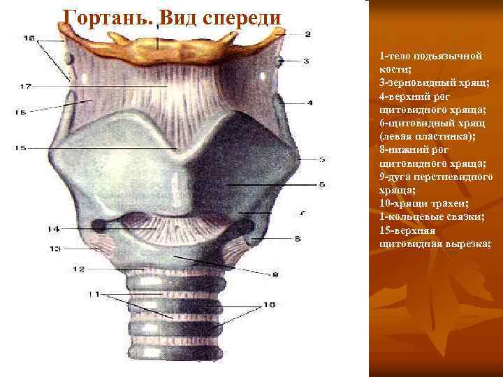 Гортань. Вид спереди 1 -тело подъязычной кости; 3 -зерновидный хрящ; 4 -верхний рог щитовидного