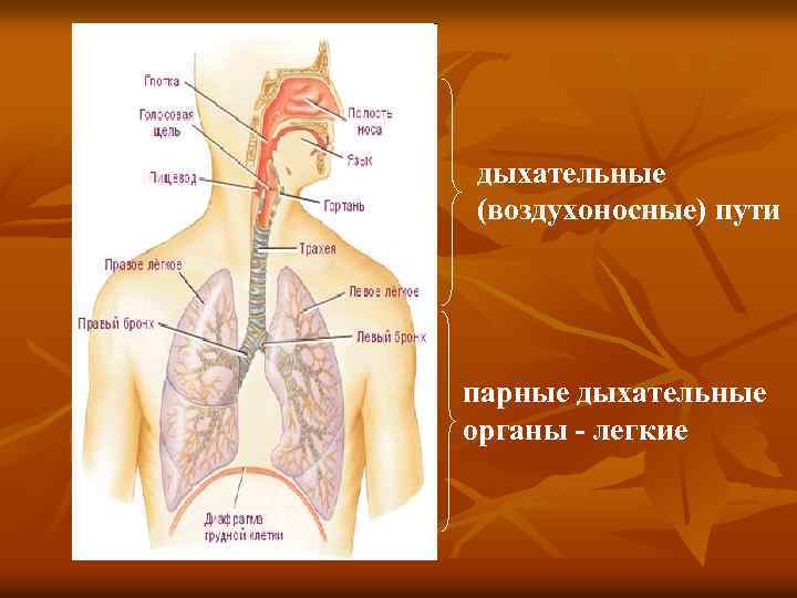 дыхательные (воздухоносные) пути парные дыхательные органы - легкие 