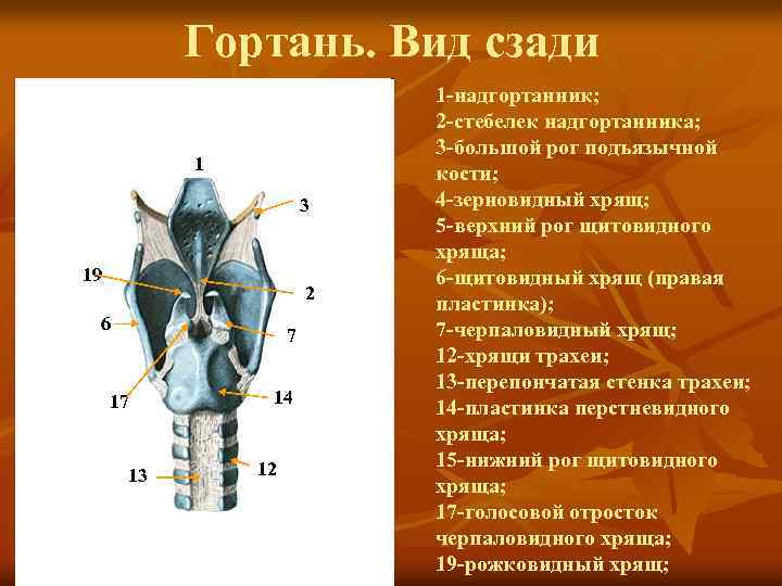 Гортань. Вид сзади 1 3 19 2 6 7 17 13 14 12 1