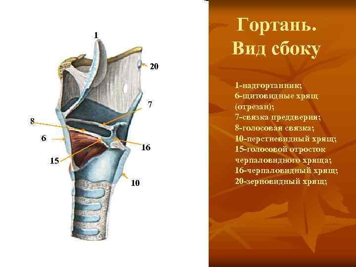 Гортань. Вид сбоку 1 20 7 8 6 16 15 10 1 -надгортанник; 6