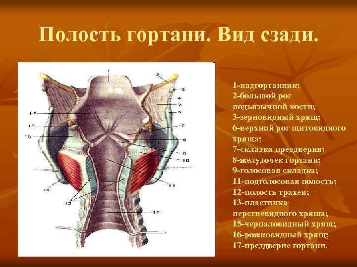 Полость гортани. Вид сзади. 1 -надгортанник; 2 -большой рог подъязычной кости; 3 -зерновидный хрящ;