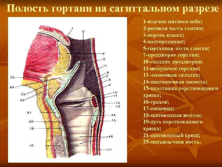 Полость гортани на сагиттальном разрезе 1 -язычок мягкого неба; 2 -ротовая часть глотки; 3