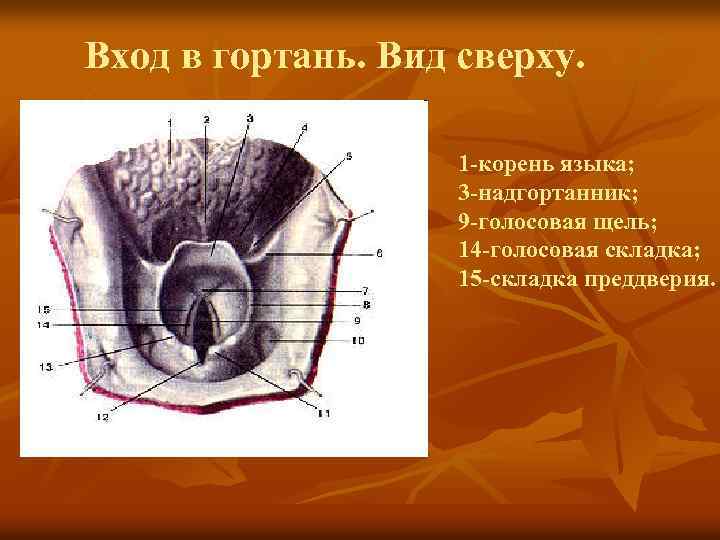 Вход в гортань. Вид сверху. 1 -корень языка; 3 -надгортанник; 9 -голосовая щель; 14