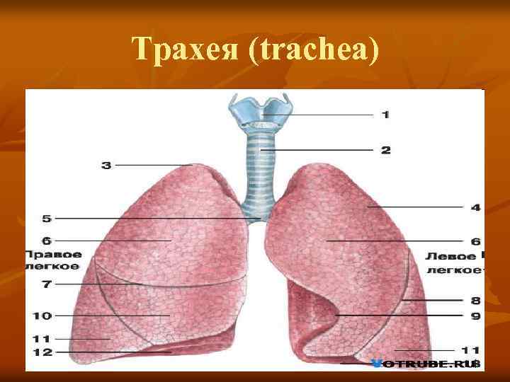 Трахея (trachea) 