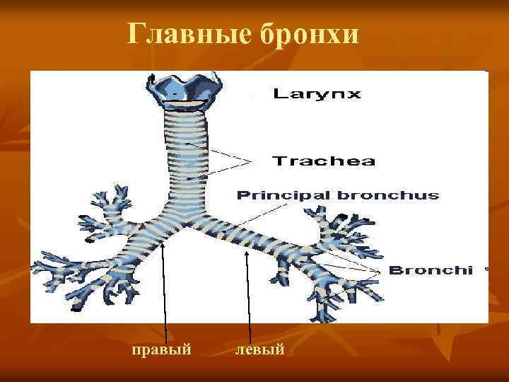 Главные бронхи правый левый 