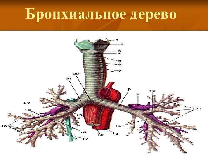 Бронхиальное дерево 