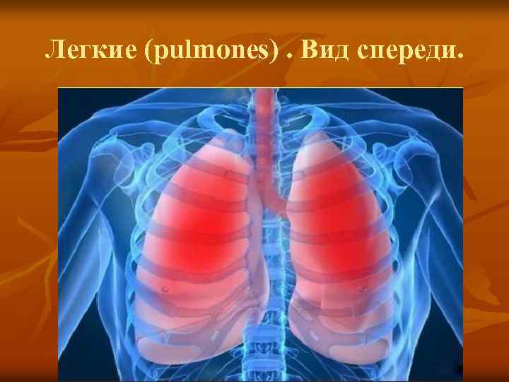 Легкие (pulmones). Вид спереди. 