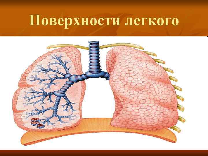 Поверхности легкого 