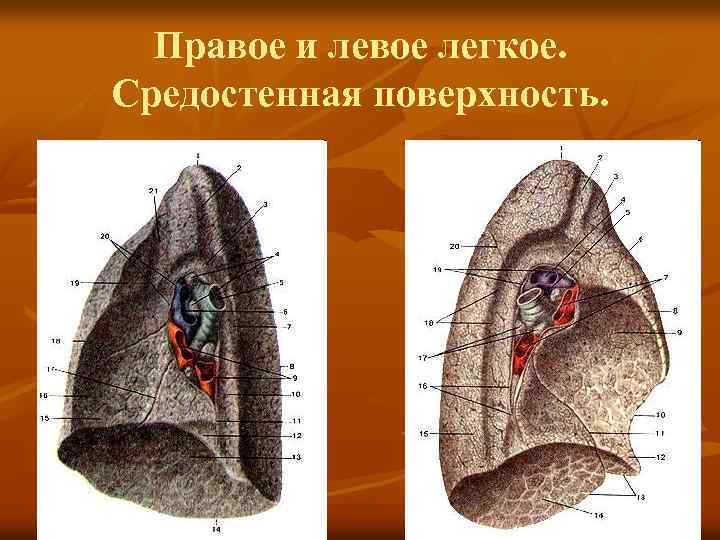 Правое и левое легкое. Средостенная поверхность. 