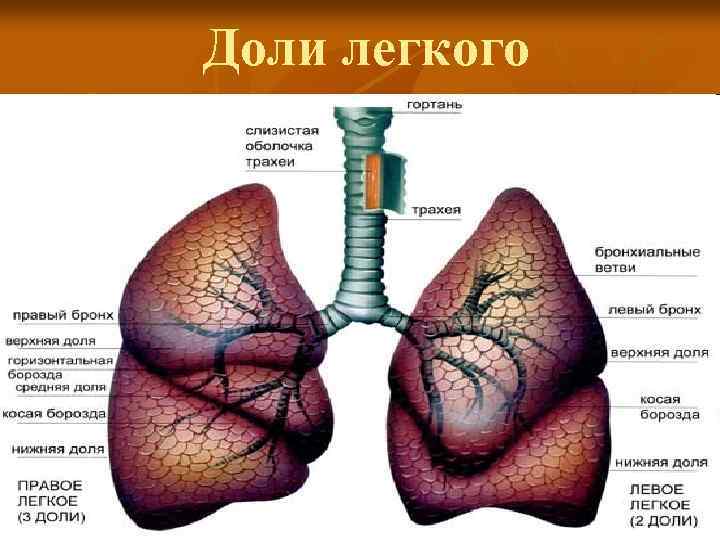 Доли легкого 