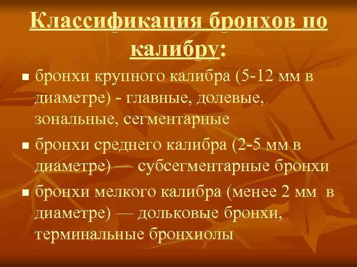 Классификация бронхов по калибру: бронхи крупного калибра (5 -12 мм в диаметре) - главные,