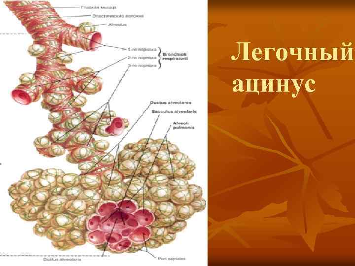 Легочный ацинус 