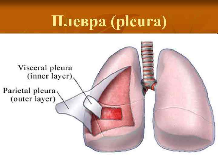 Плевра (pleura) 