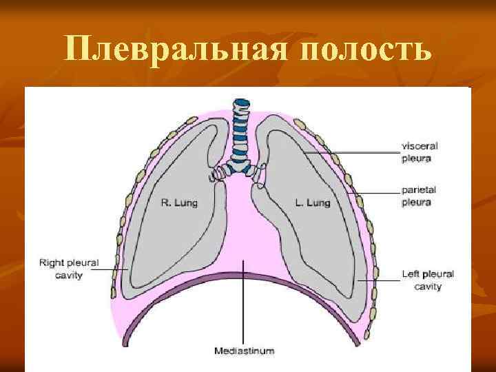 Плевральная полость 