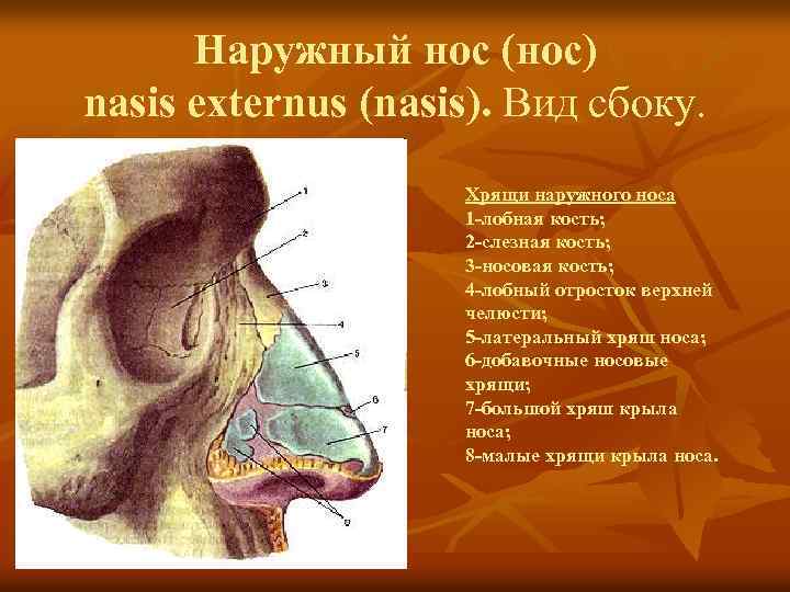 Наружный нос (нос) nasis externus (nasis). Вид сбоку. Хрящи наружного носа 1 -лобная кость;