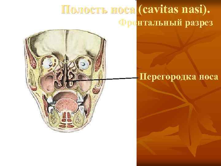 Полость носа (cavitas nasi). Фронтальный разрез Перегородка носа 