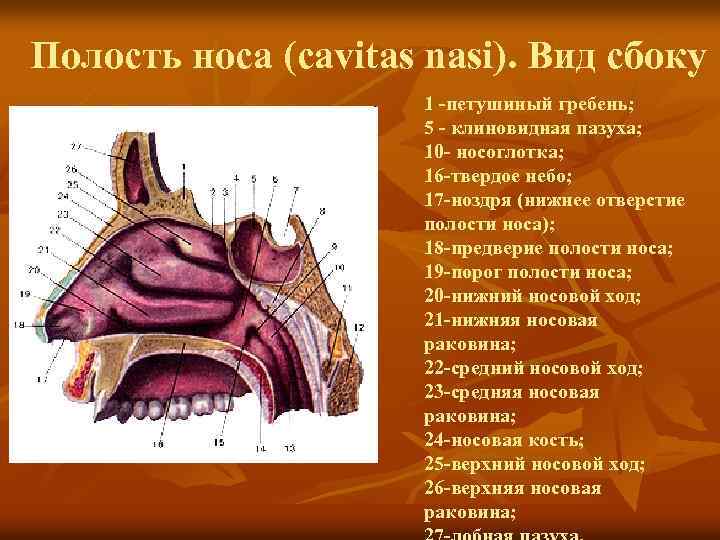 Полость носа (cavitas nasi). Вид сбоку 1 -петушиный гребень; 5 - клиновидная пазуха; 10