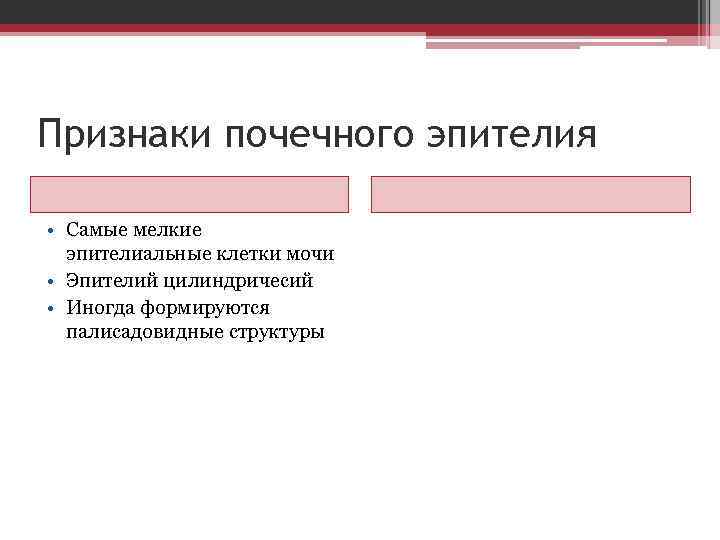 Признаки почечного эпителия • Самые мелкие эпителиальные клетки мочи • Эпителий цилиндричесий • Иногда