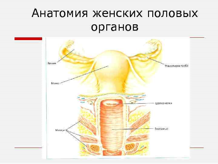 Анатомия женских половых органов 