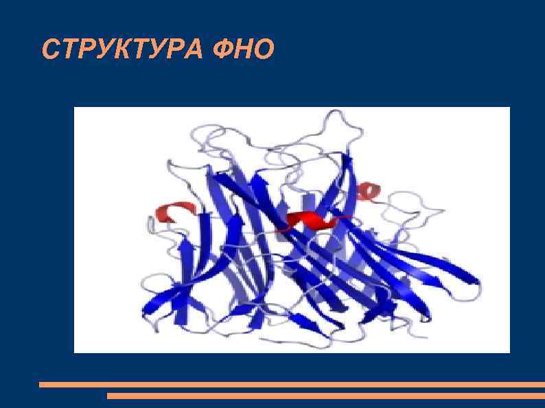 СТРУКТУРА ФНО 