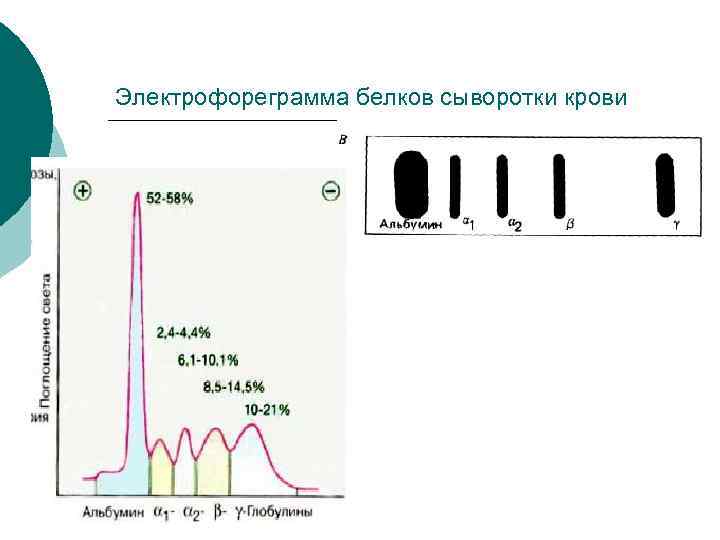 Белок в сыворотке. Электрофореграмма сыворотки крови. 2. Нормальная Электрофореграмма белков сыворотки крови.. Электрофореграмма белков норма. Электрофореграмма белков сыворотки.