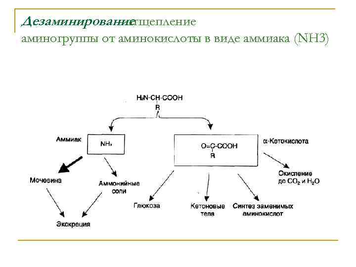 Дезаминирование – отщепление аминогруппы от аминокислоты в виде аммиака (NH 3) 