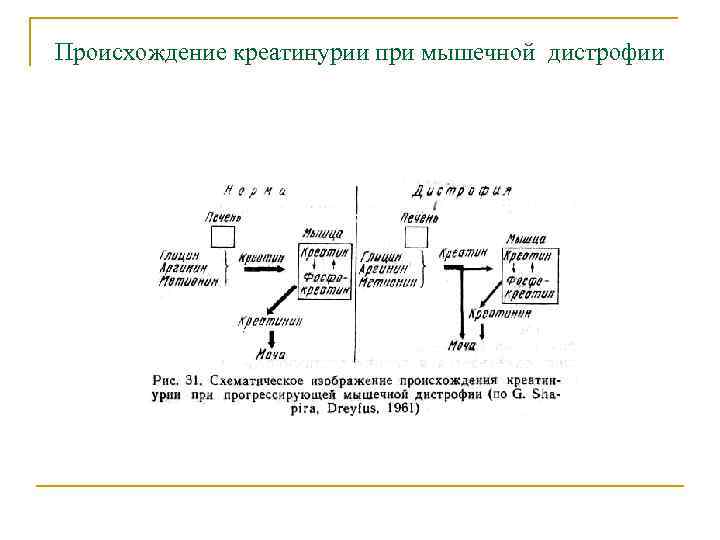 Происхождение креатинурии при мышечной дистрофии 