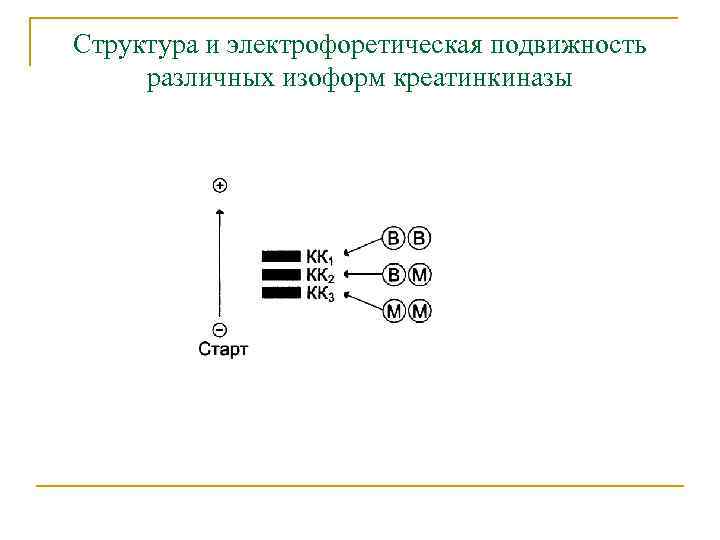 Структура и электрофоретическая подвижность различных изоформ креатинкиназы 