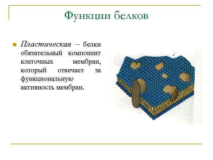 Функции белков n Пластическая – белки обязательный компонент клеточных мембран, который отвечает за функциональную
