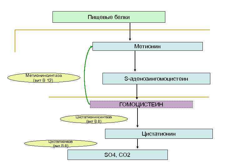 Пищевые белки Метионинсинтаза (вит В 12) S-аденозингомоцистеин ГОМОЦИСТЕИН Цистатионинсинтаза (вит В 6) Цистатионин Цистатионаза