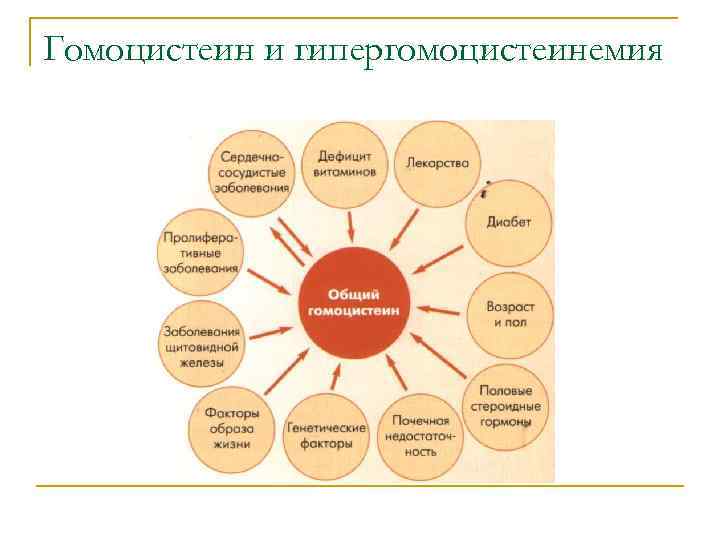 Гомоцистеин и гипергомоцистеинемия 