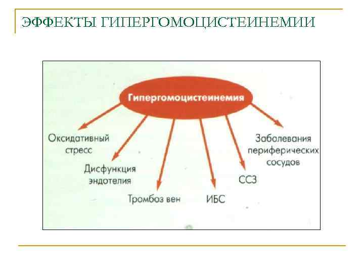 ЭФФЕКТЫ ГИПЕРГОМОЦИСТЕИНЕМИИ 