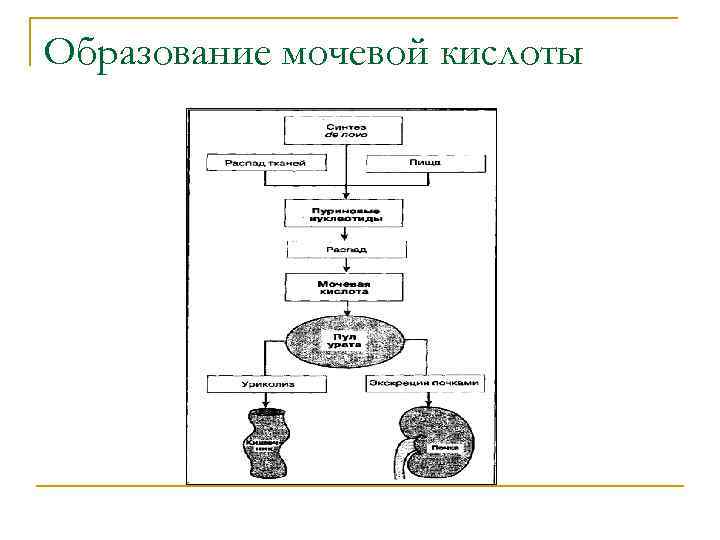 Образование мочевой кислоты 