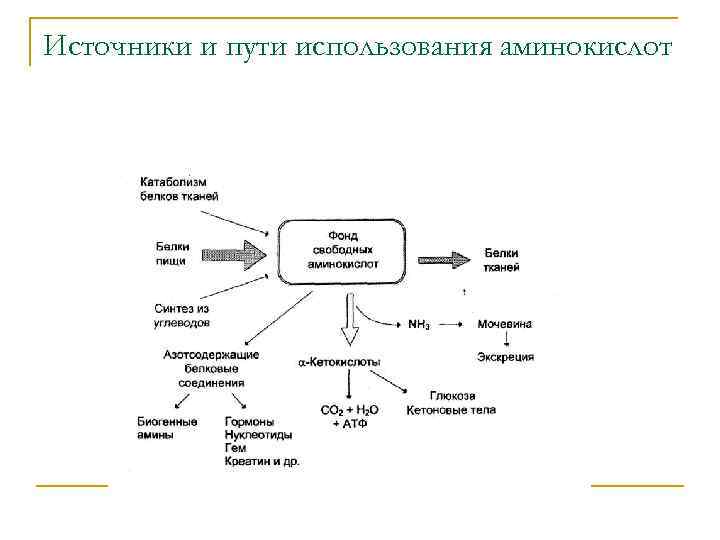 Источники и пути использования аминокислот 