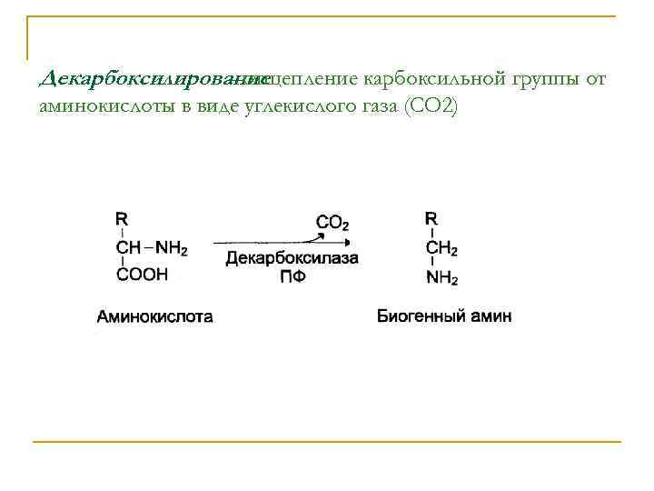 Декарбоксилирование – отщепление карбоксильной группы от аминокислоты в виде углекислого газа (СО 2) 