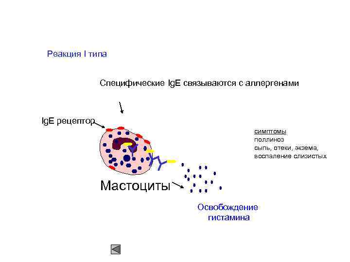 Реакция I типа Специфические Ig. E связываются с аллергенами Ig. E рецептор симптомы поллиноз