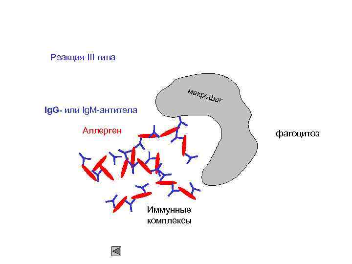 Реакция III типа макр офа г Ig. G- или Ig. M-антитела Аллерген фагоцитоз Иммунные