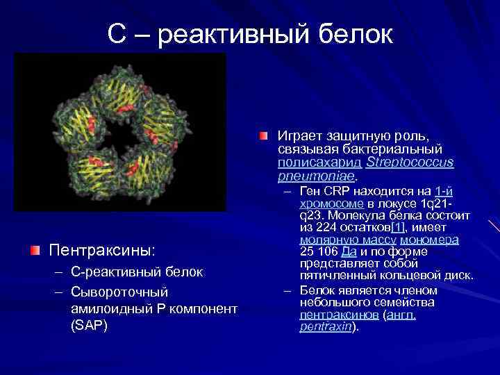 С – реактивный белок Играет защитную роль, связывая бактериальный полисахарид Streptococcus pneumoniae. Пентраксины: –