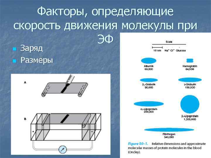 Факторы, определяющие скорость движения молекулы при ЭФ n n Заряд Размеры 