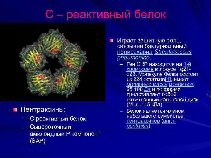 С – реактивный белок Играет защитную роль, связывая бактериальный полисахарид Streptococcus pneumoniae. Пентраксины: –