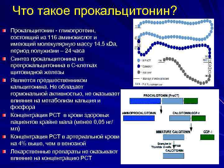 Что такое прокальцитонин? Прокальцитонин - гликопротеин, состоящий из 116 аминокислот и имеющий молекулярную массу