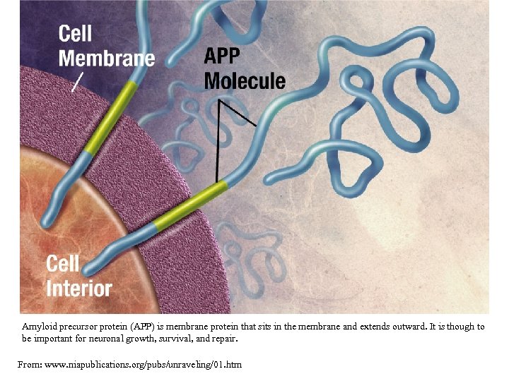 Amyloid precursor protein (APP) is membrane protein that sits in the membrane and extends