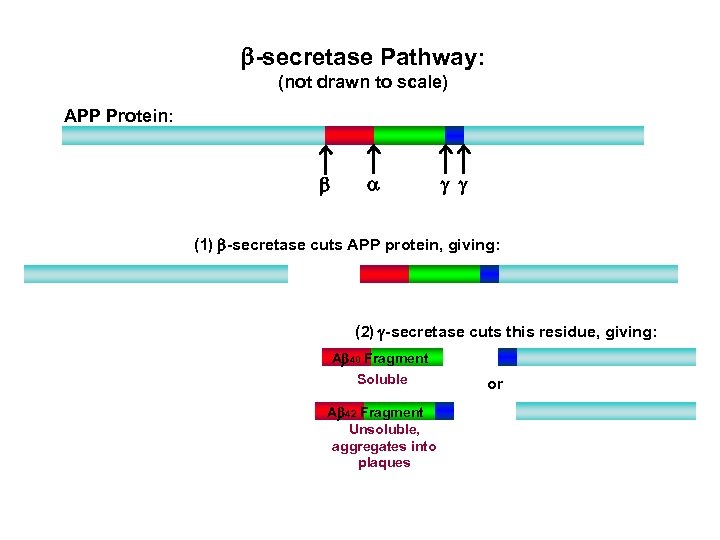 b-secretase Pathway: (not drawn to scale) APP Protein: b a g g (1) b-secretase