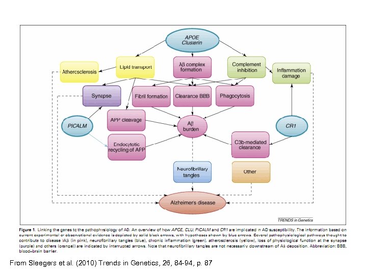 From Sleegers et al. (2010) Trends in Genetics, 26, 84 -94, p. 87 