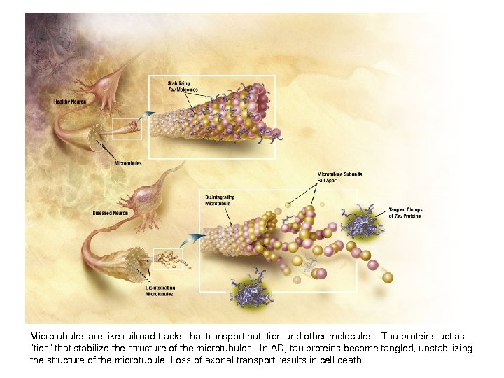 Microtubules are like railroad tracks that transport nutrition and other molecules. Tau-proteins act as